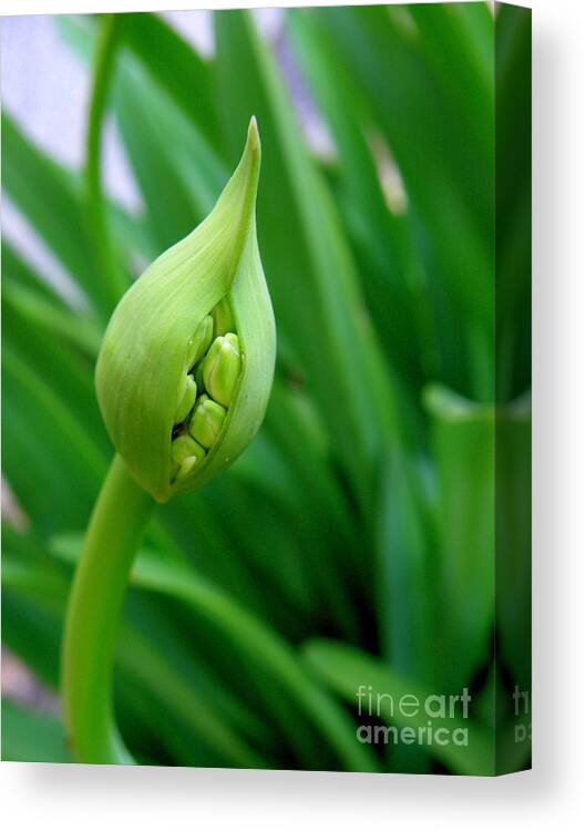 Flower Canvas Print featuring the photograph Soon by Lainie Wrightson