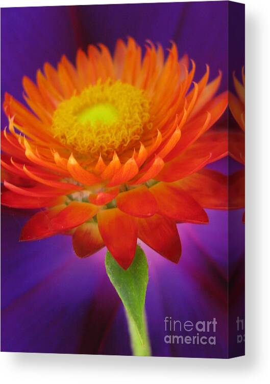 Flower Canvas Print featuring the photograph Spectacular Photography by Holy Hands