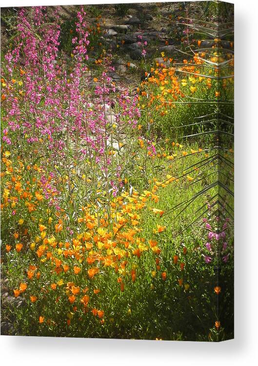 Flowers Canvas Print Canvas Print featuring the photograph Spring in Arizona by Jayne Kerr 