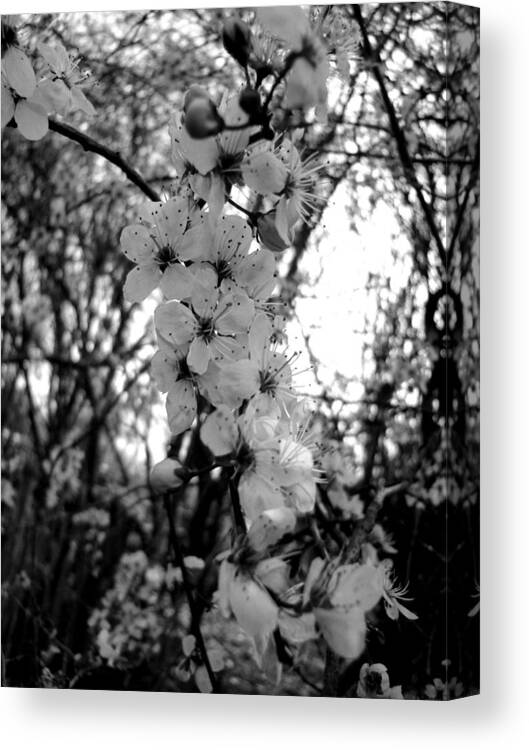 Spring Canvas Print featuring the photograph Spring by Roberto Alamino