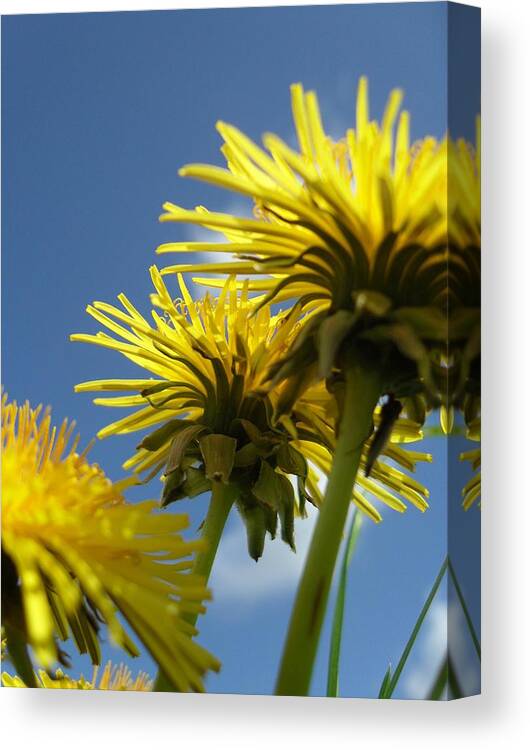 Sunny Canvas Print featuring the photograph Sunny Day by Michael Standen Smith