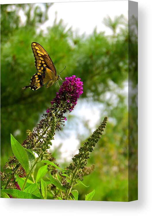 Nectar Canvas Print featuring the photograph Swallowtail Treat by Azthet Photography