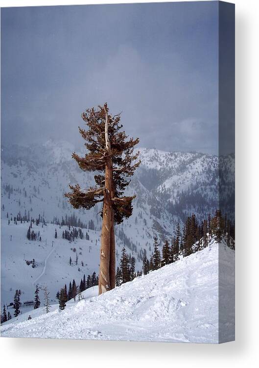 Tree Canvas Print featuring the photograph Tahoe tree by Life Makes Art