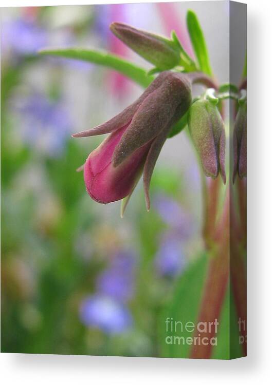 Flower Canvas Print featuring the photograph Tasteful by Holy Hands