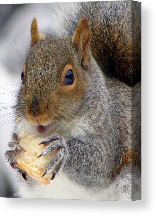 Squirrels Canvas Print featuring the photograph I Loves Me Some Stale Bread by Lori Lafargue