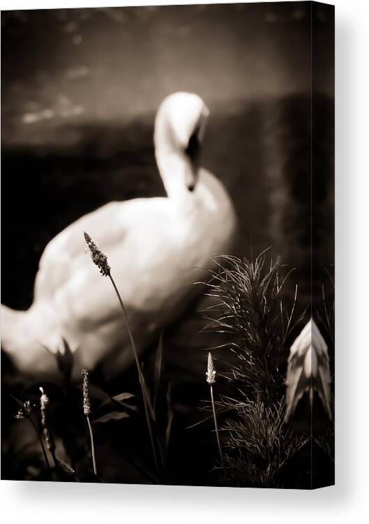 Swan Canvas Print featuring the photograph The Swan by Jessica Brawley