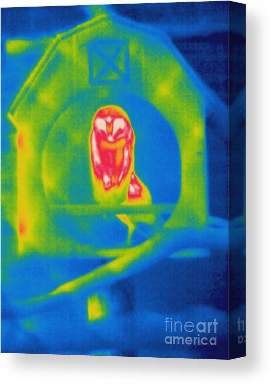 Thermogram Canvas Print featuring the photograph Thermogram Of An Owl by Ted Kinsman