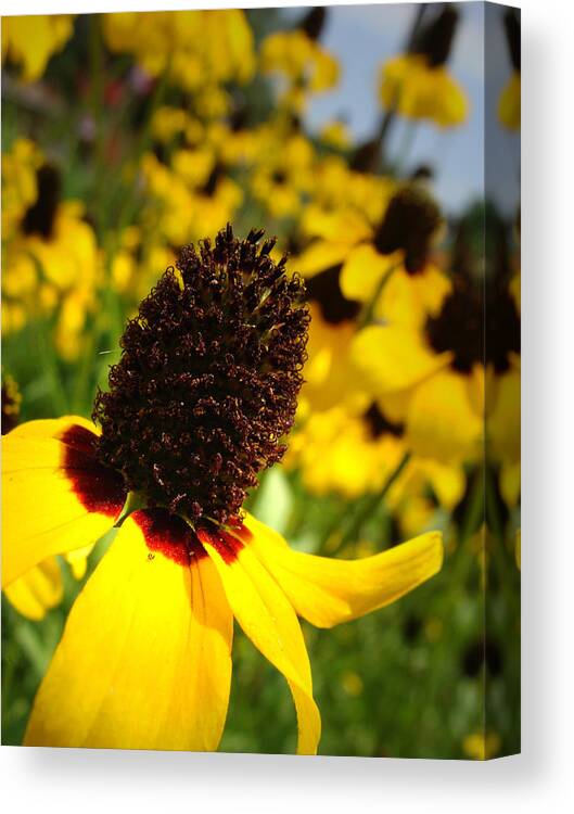 Flower Canvas Print featuring the photograph Through the Golden Fields by Stacy Michelle Smith