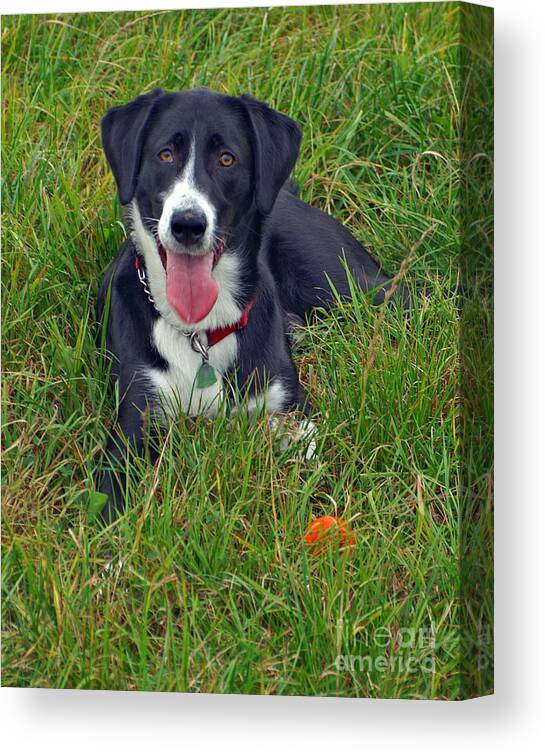Dogs Canvas Print featuring the photograph Time out in the Grass by Randy Harris
