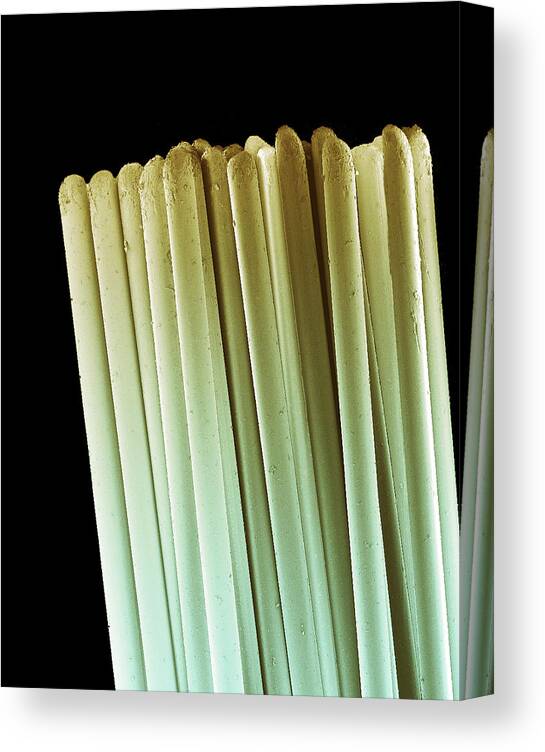 Toothbrush Canvas Print featuring the photograph Toothbrush Bristles, Sem by Steve Gschmeissner