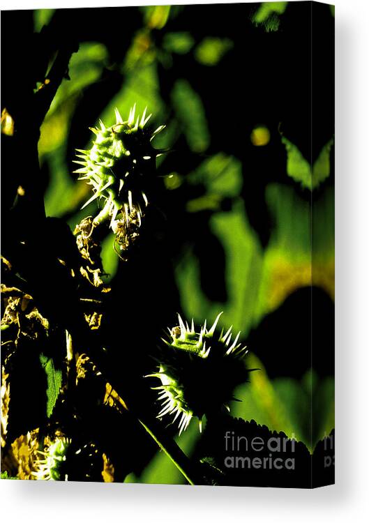 Aesculus Hippocastanum Canvas Print featuring the photograph Touched by the late afternoon sun by Steve Taylor