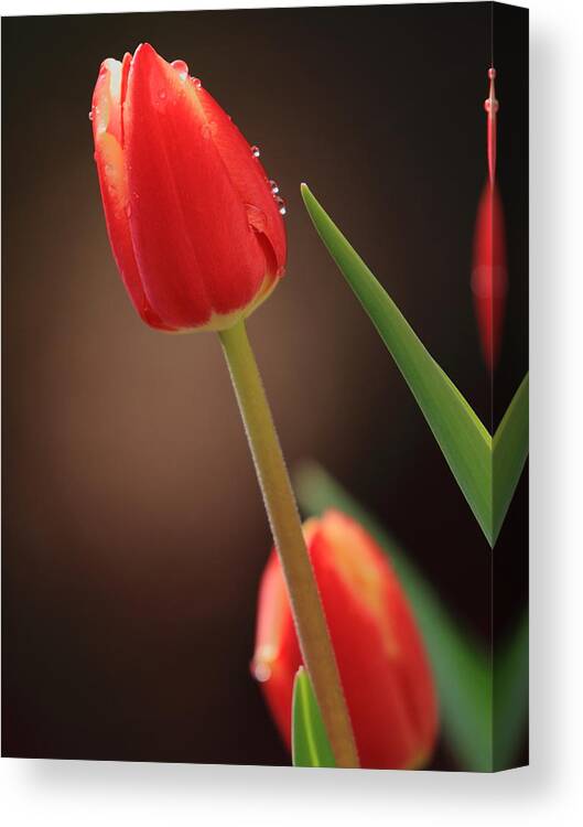 Tulip Canvas Print featuring the photograph Tulip Dew by Coby Cooper
