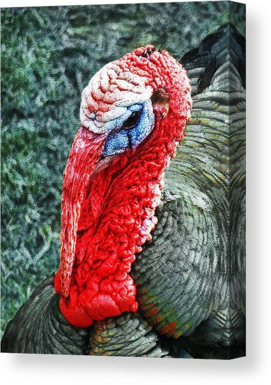 Turkey Canvas Print featuring the photograph Turkey Brawn by Steve Taylor