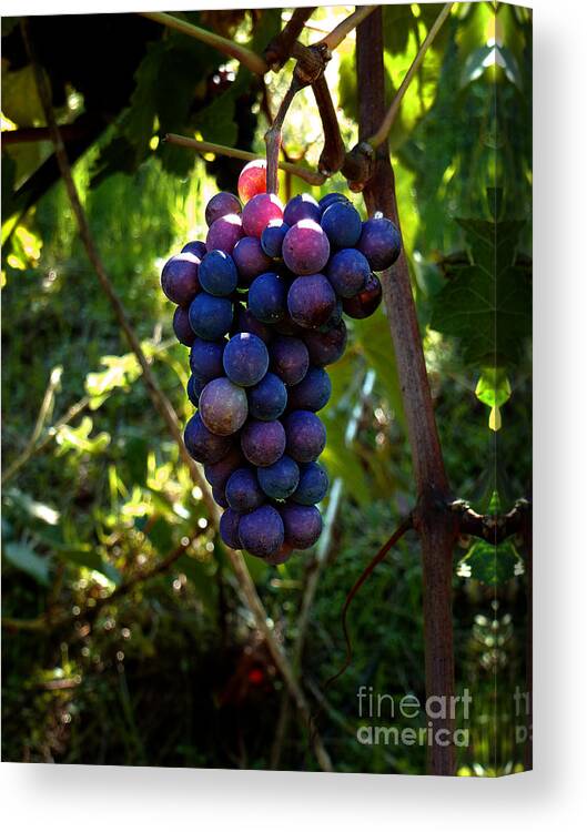 North California Canvas Print featuring the photograph Vineyard 31 by Xueling Zou