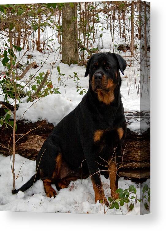 Rottweiler Canvas Print featuring the photograph Waiting by Karen Harrison Brown