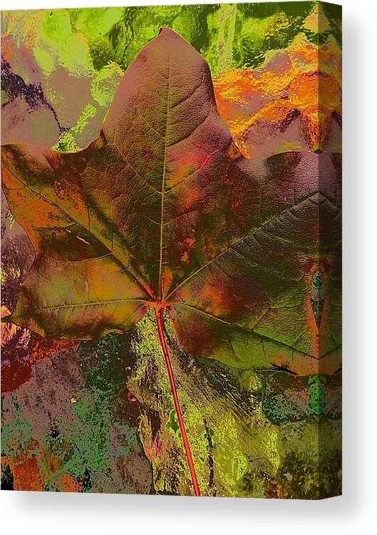 Warm Maple Canvas Print featuring the photograph Warm Maple by Beth Akerman