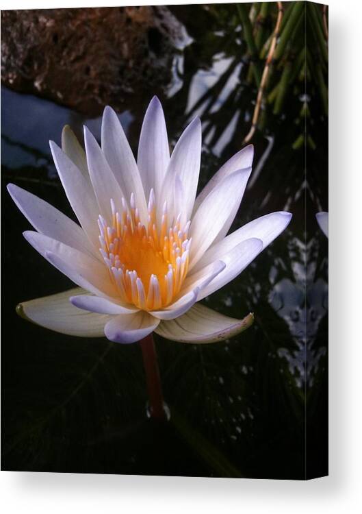 Flower Canvas Print featuring the photograph Water Lily by Carol Sweetwood