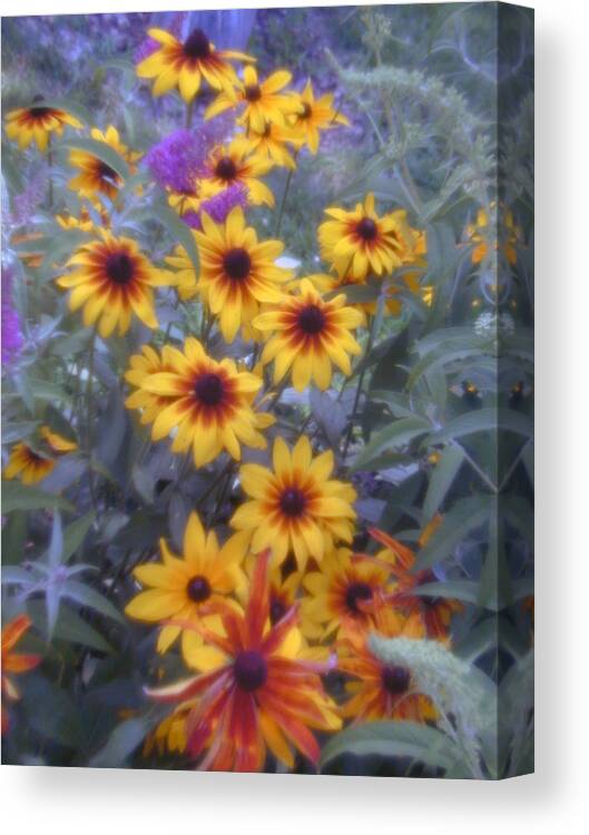 Black Eyed Susans Canvas Print featuring the photograph Welcome to The Sun by Emery Graham