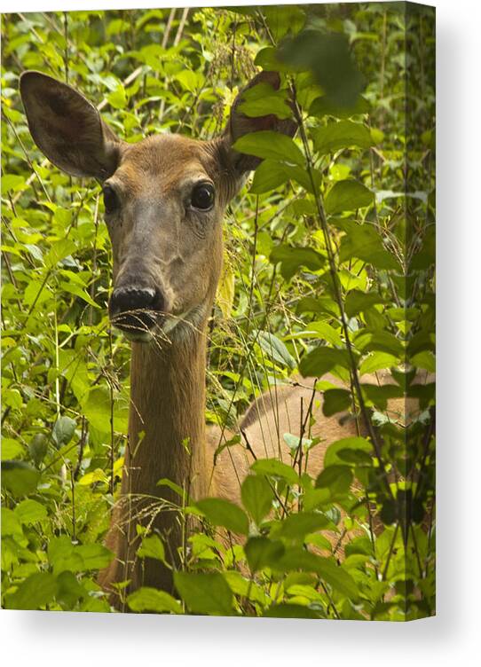 Doe Canvas Print featuring the photograph Wild Doe by Darleen Stry