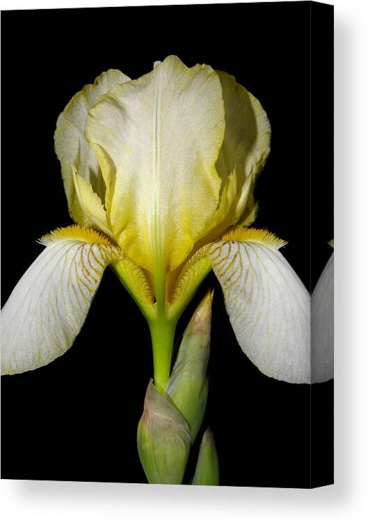 Iris Canvas Print featuring the photograph Yellow At Night by Kim Galluzzo
