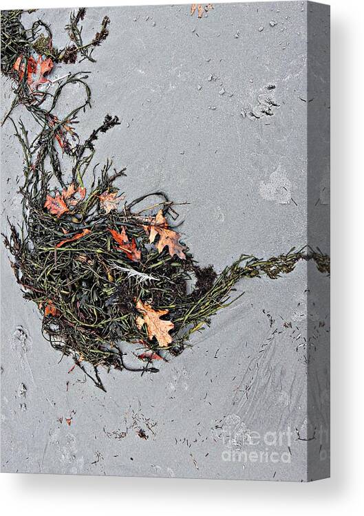 Natural Canvas Print featuring the photograph Natures Teapot # 2 by Marcia Lee Jones