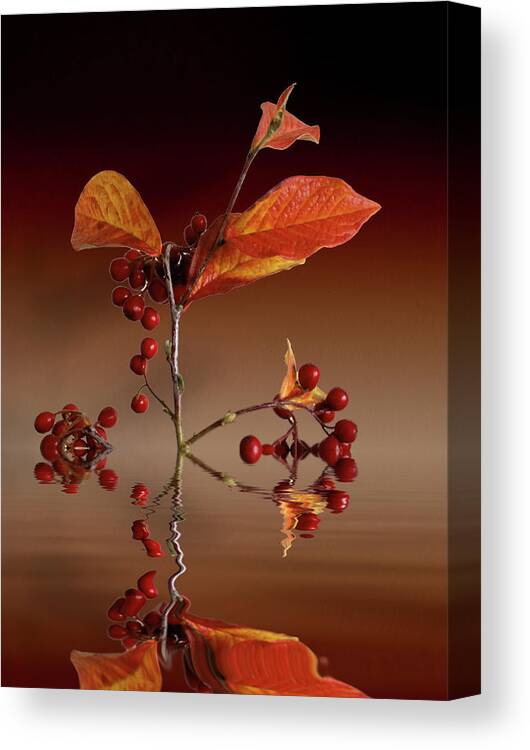 Leafs Canvas Print featuring the photograph Autumn leafs and red berries #1 by David French