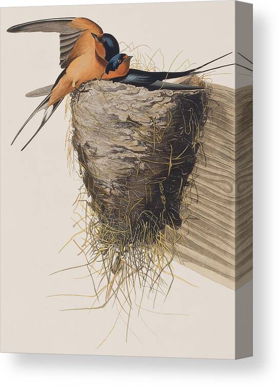 Barn Swallow Canvas Print featuring the painting Barn Swallow by John James Audubon