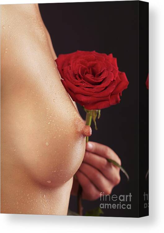 Breast Canvas Print featuring the photograph Beautiful Woman Breast and a Red Rose #1 by Maxim Images Exquisite Prints