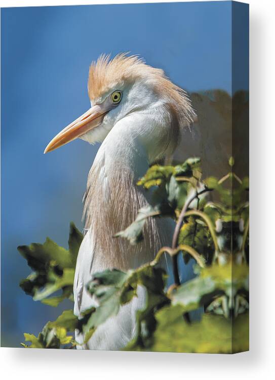 Bird Canvas Print featuring the photograph Cattle Egret Profile #1 by William Bitman