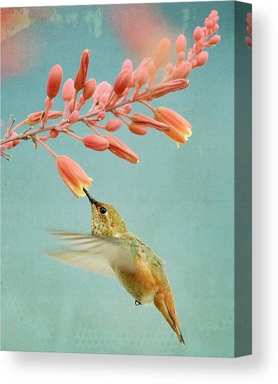 Hummingbird Canvas Print featuring the photograph Ethereal #1 by Fraida Gutovich