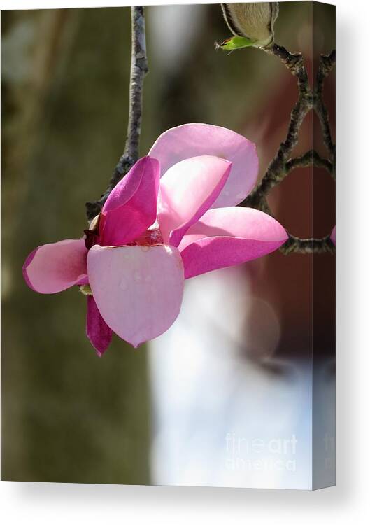 Flowering Magnolia Canvas Print featuring the photograph Flowering Magnolia #1 by Anita Adams