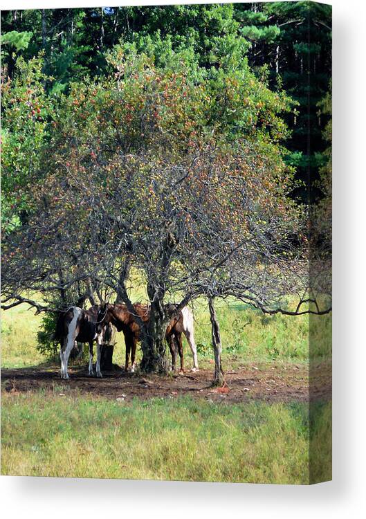 Horse Under Apple Tree Canvas Print featuring the painting Horse Under Apple Tree 1 #1 by Jeelan Clark