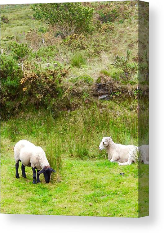 Sheep Canvas Print featuring the photograph Irish Sheep by Sue Morris