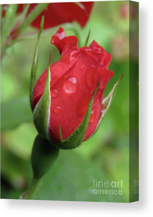 Rosebud Canvas Print featuring the photograph Only You #1 by Kim Tran
