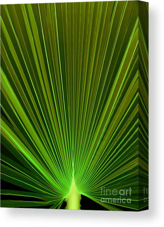 Science Canvas Print featuring the photograph Palm Leaf, X-ray #1 by Ted Kinsman