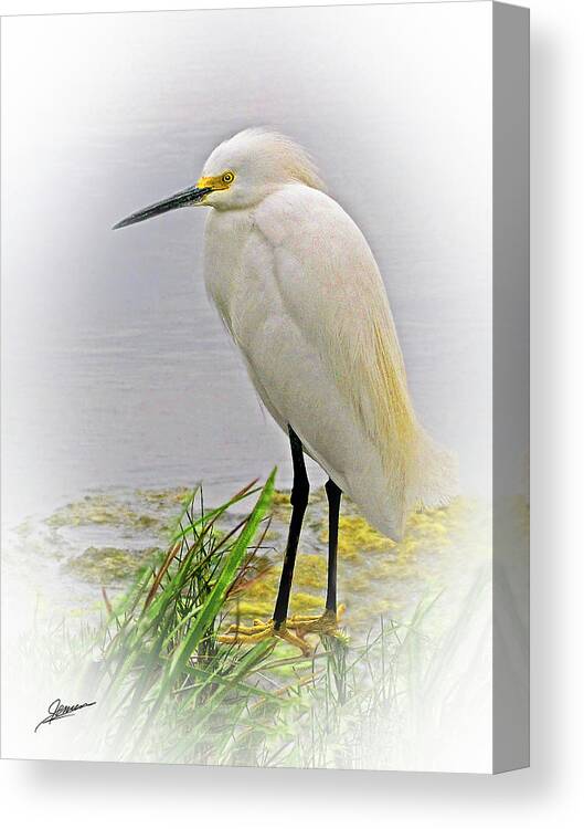 Nature Canvas Print featuring the photograph Portrait of a Snowy Egret #1 by Phil Jensen