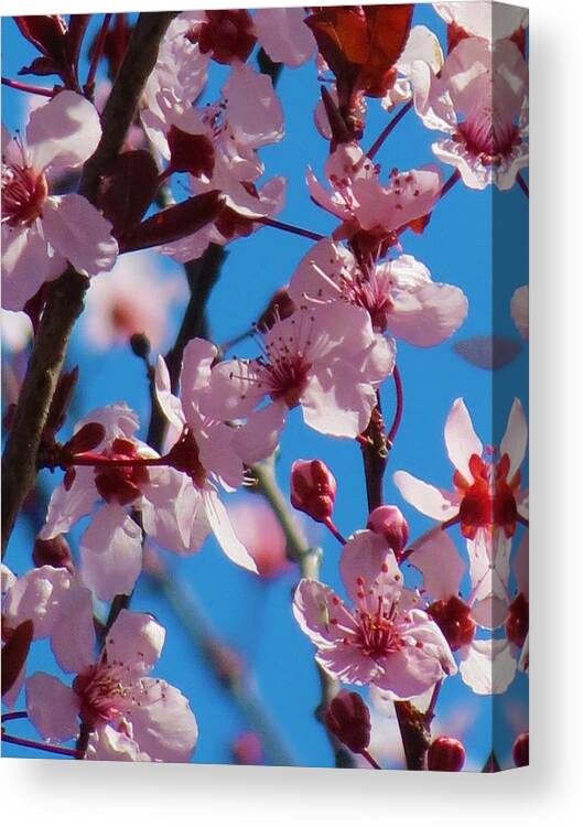 Spring Canvas Print featuring the photograph Spring is Here #1 by Vijay Sharon Govender