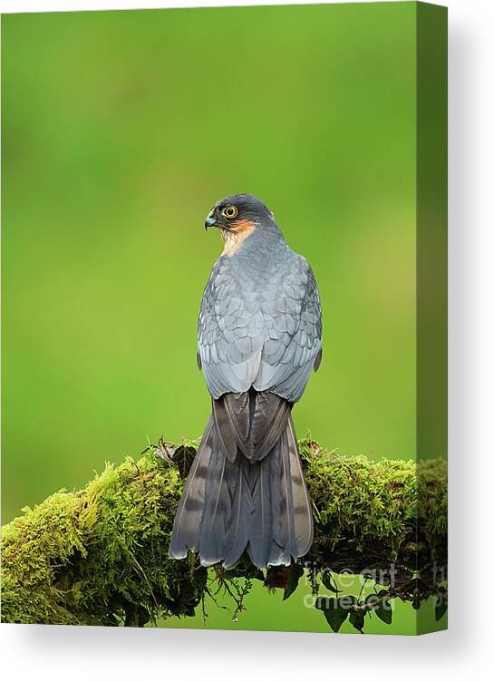 Sparrowhawk Canvas Print featuring the photograph The Hunter #1 by Paul Scoullar