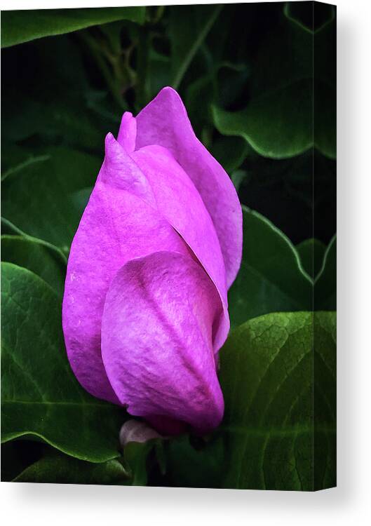Magnolia Canvas Print featuring the photograph Unfolding #2 by Jill Love