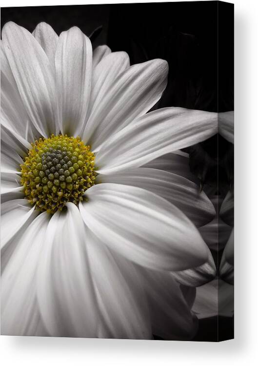 Scoobydrew81 Andrew Rhine Flower Flowers Bloom Blooms Macro Petal Petals Close-up Closeup Nature Botany Botanical Floral Flora Art Color Soft Black White Detail Simple Contrast Simple Clean Crisp Spring Round Art Artistic Light Canvas Print featuring the photograph White Daisy Macro 2 #1 by Andrew Rhine