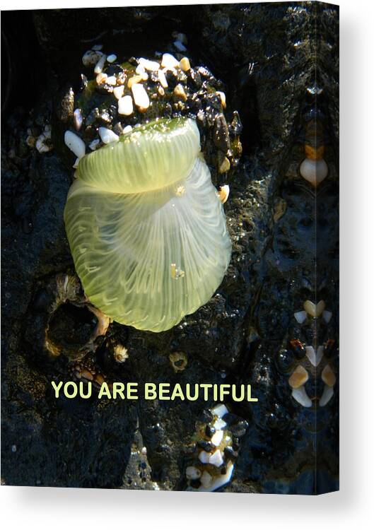 Ocean Life Canvas Print featuring the photograph You Are Beautiful by Gallery Of Hope 