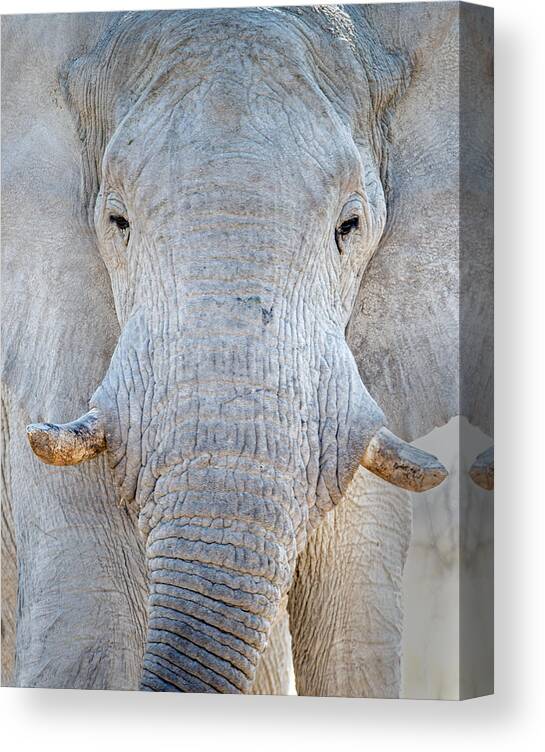 Photography Canvas Print featuring the photograph African Elephant Loxodonta Africana #13 by Panoramic Images