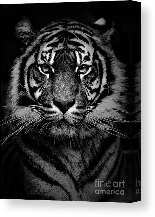 Sumatran Tiger Canvas Print featuring the photograph Sumatran tiger #2 by Sheila Smart Fine Art Photography