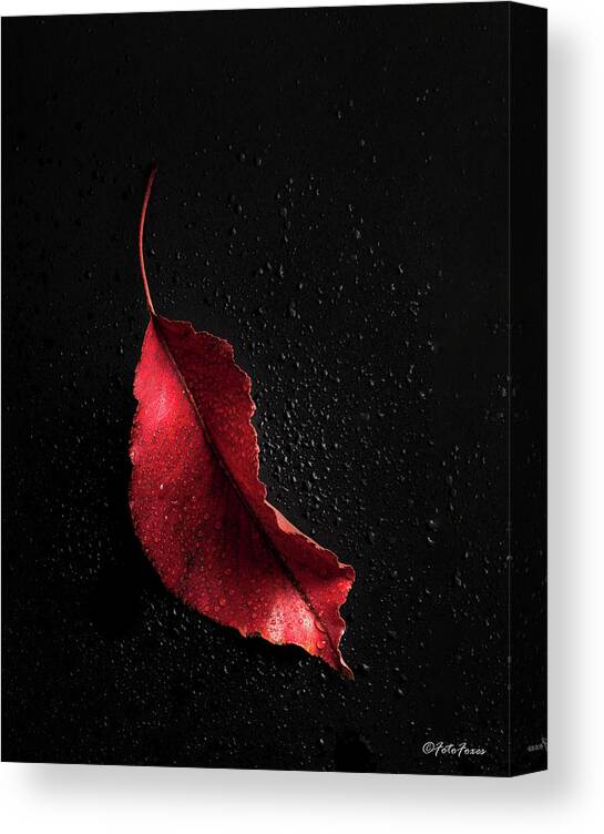 Autumn Canvas Print featuring the photograph Autumn Leaf #4 by Alexander Fedin