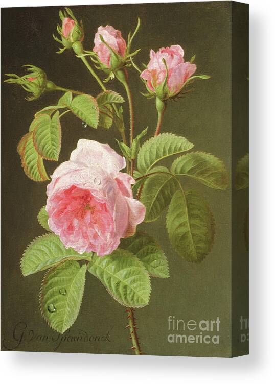 Pink Canvas Print featuring the painting A Branch of Roses by Cornelis van Spaendonck