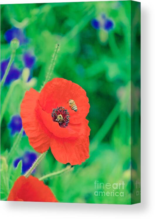 Poppy Canvas Print featuring the photograph A Honeybee and a Poppy by Rachel Morrison