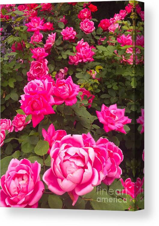Roses Canvas Print featuring the photograph A Rose By Any Other Name by Beth Saffer