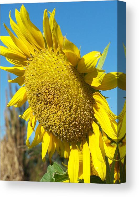 Nature Canvas Print featuring the photograph A Sunny Hello by Sandy Collier