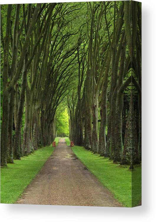 Woods Canvas Print featuring the photograph A Walk In The Woods by Dave Mills