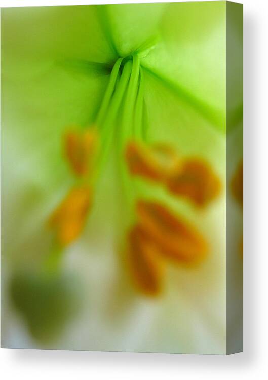 Lily Canvas Print featuring the photograph Abstract Easter Lily by Juergen Roth